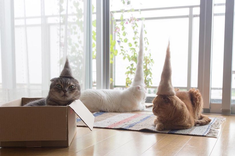 超療癒！你家的貓咪有帽子了嗎？日本攝影師為貓咪量身打造一頂超Q萌帽子！