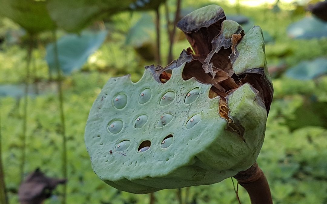 【好食材】蓮子：盛夏池中的珍珠