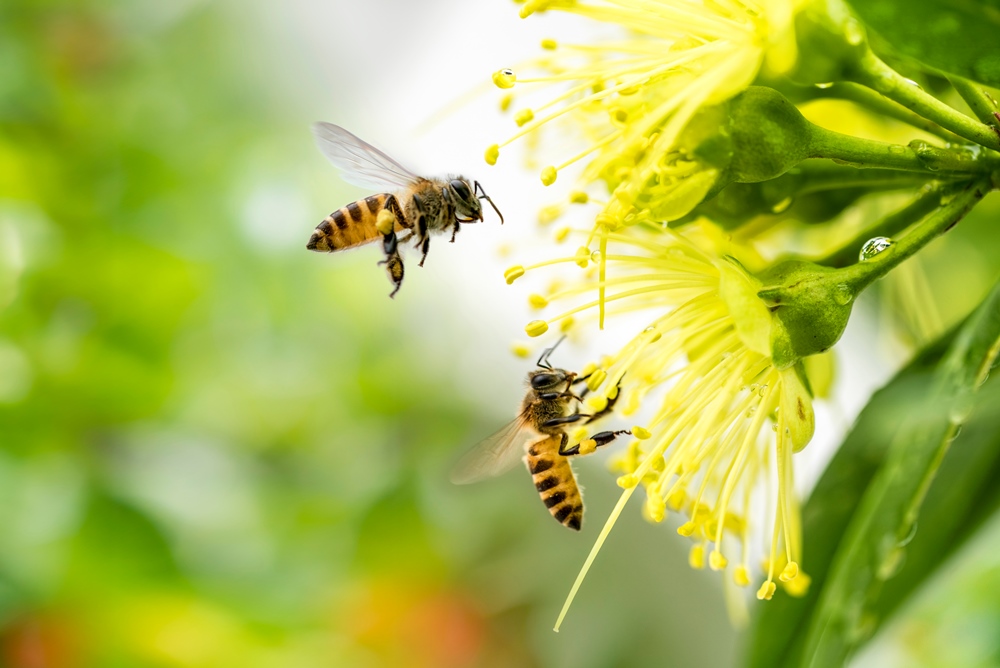 【城市養蜂】嗡嗡嗡，養蜂的Bee要學習之路