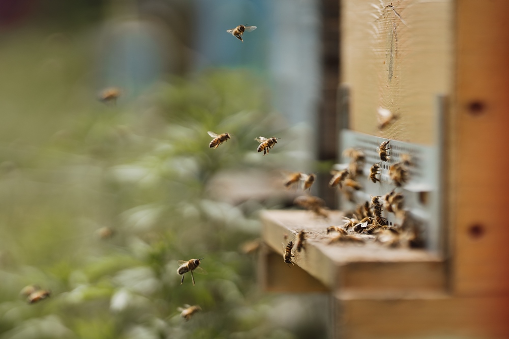 【城市養蜂】那些蜜蜂社會告訴我們的事