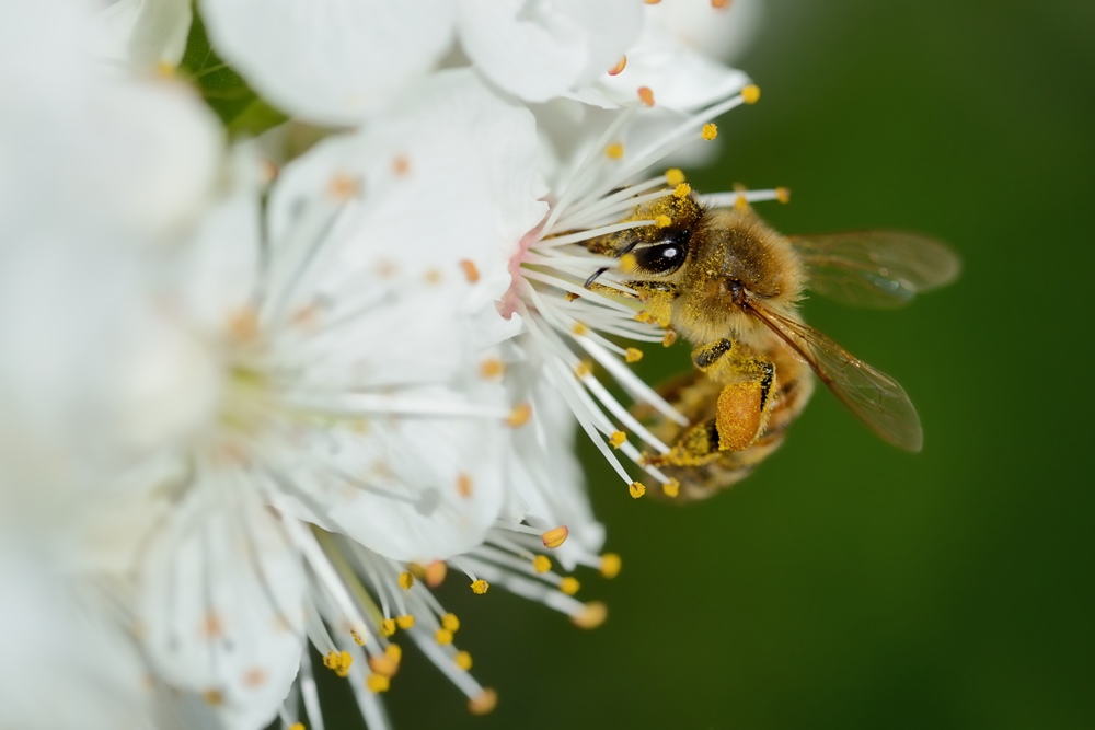 【城市養蜂】城市養蜂有門檻，先當一位稱職的賞蜂人